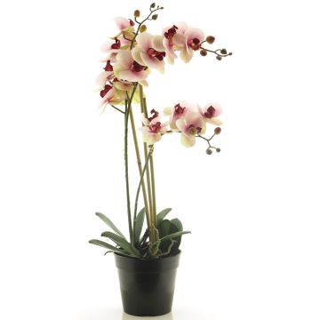 Konstblomma, Phalaenopsis-orkidé CHENXU, rosa-krämfärgad, 55cm