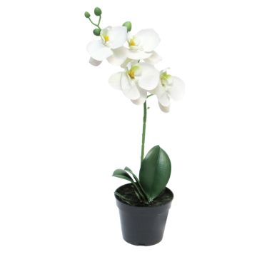 Konstblomma Phalaenopsis-orkidé CHENXU, vit, 35cm Konstblomma Phalaenopsis-orkidé CHENXU, vit, 35cm