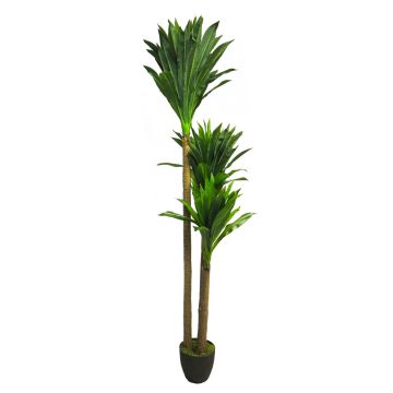 Dekorativ palm Yucca elephantipes SHIXING i dekorativ kruka, 170cm