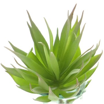 Dekorativ suckulent Agave decipiens DEYUNA på pinne, grön, 18cm