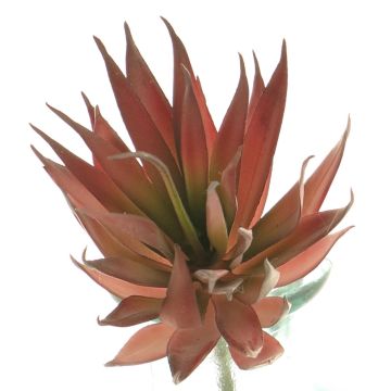 Dekorativ suckulent Agave decipiens DEYUNA på stativ, röd, 18cm