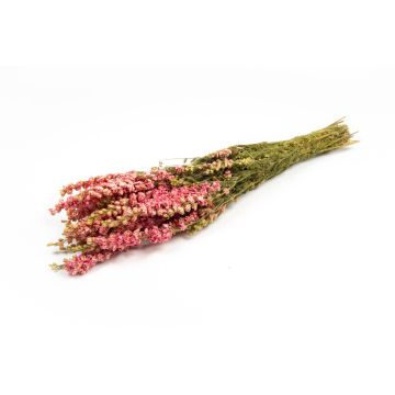 Torkad bukett med riddarsporre AITHANA, rosa-krämfärgad, 70cm, Ø18cm