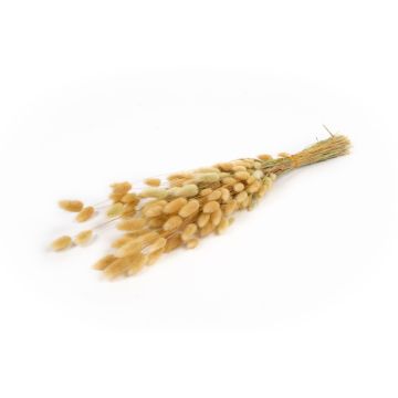 Torkat Lagurus-gräs BORKA, naturfärgadt, naturfärgat, 55-75cm, Ø12cm, 50g Torkat Lagurus-gräs BORKA, naturfärgadt, naturfärgat, 55-75cm, Ø12cm, 50g