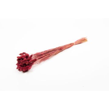 Torkat kanarigräs BRAGILA i bunt, vinrött, vinröda, 50-75cm, Ø12cm