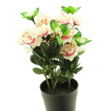 Konstgjord azalea JINGSHU i dekorativ kruka, krämrosa, krämfärgad-cerise, 25cm Konstgjord azalea JINGSHU i dekorativ kruka, krämrosa, krämfärgad-cerise, 25cm
