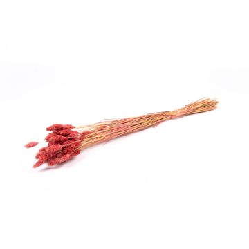 Torkat kanarigräs BRAGILA i bunt, gammaldagsrosa, antikrosa, 50-75cm, Ø12cm