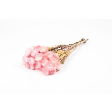 Torkad stråblomsterbukett BIBIANA, blekrosa, 30-40cm, Ø15cm Torkad stråblomsterbukett BIBIANA, blekrosa, 30-40cm, Ø15cm