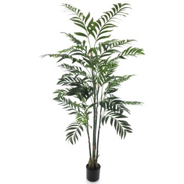 Dekorativ palm Bambuspalme SHUNAN, 150cm