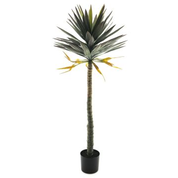 Dekorativ palm Yucca gloriosa MUYANG, 150cm