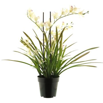 Konstblomma Cymbidium-orkidé XINGUI, krämrosa, krämfärgad-cerise, 70cm