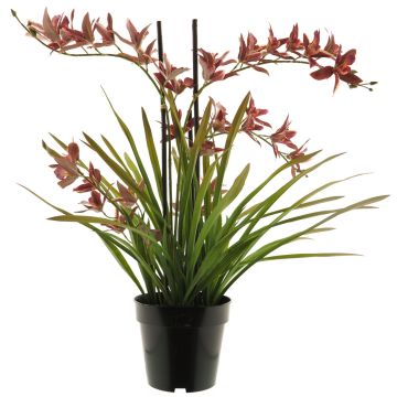 Konstblomma Cymbidium-orkidé XINGUI, mörkröd, 70cm Konstblomma Cymbidium-orkidé XINGUI, mörkröd, 70cm