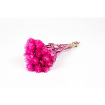 Torkad stråblomsterbukett BIBIANA, cerise, 30-40cm, Ø15cm Torkad stråblomsterbukett BIBIANA, cerise, 30-40cm, Ø15cm