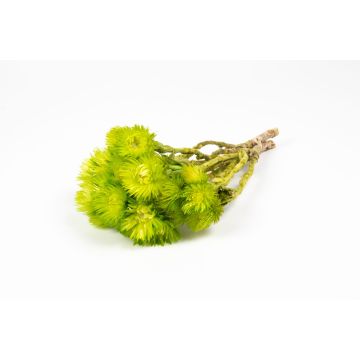 Torkad stråblomsterbukett BIBIANA, äppelgrön, 30-40cm, Ø15cm