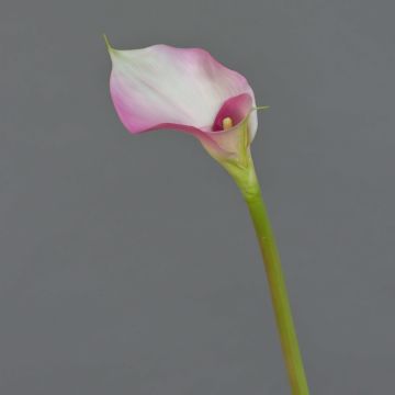 Konstgjord calla MARIOLA, rosa-vit, 80cm, 8x15cm Konstgjord calla MARIOLA, rosa-vit, 80cm, 8x15cm