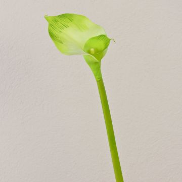 Konstgjord calla MARIOLA, grön, 80cm, 8x15cm Konstgjord calla MARIOLA, grön, 80cm, 8x15cm