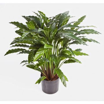 Konstväxt Calathea Rufibarba BAHATI, grön, 85cm