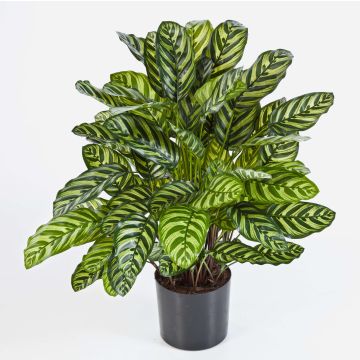 Konstgjord Calathea Makoyana BADU, buskig, grön-gul, 80cm