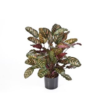 Konstgjord Calathea Makoyana BIJAN, grön-röd, 80cm