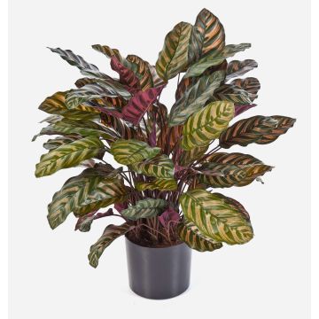 Konstgjord Calathea Makoyana BIJAN, buskig, grön-röd, 80cm