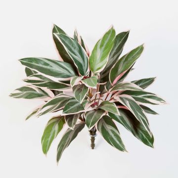 Konstgjord Cordyline Fruticosa THAIS på stativ, grön-rosa, 50cm