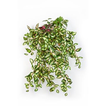 Konstgjord Tradescantia Zebrina KATYINA, på stickpinne, grön-röd, 50cm Konstgjord Tradescantia Zebrina KATYINA, på stickpinne, grön-röd, 50cm