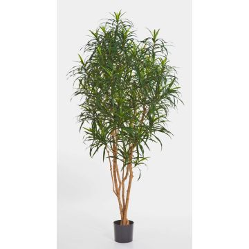 Konstgjord Dracaena Reflexa Anita KAYLIN, naturliga stammar, grön, 150cm