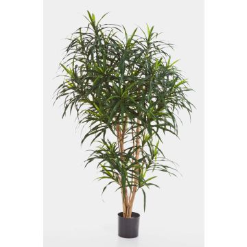 Faux dracaena Reflexa Anita KATARA, vrais troncs, vert, 120cm