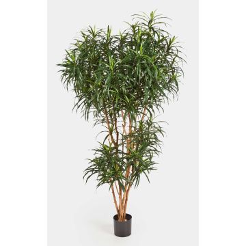 Konstgjord Dracaena Reflexa Anita KATARA, äkta stammar, grön, 150cm