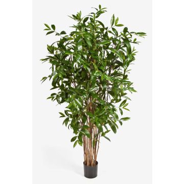 Konstgjord Dracaena Surculosa SIMBA, naturstammar, grön, 150cm