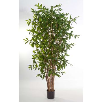 Konstgjord Dracaena Surculosa SIMBA, naturstammar, grön, 240cm