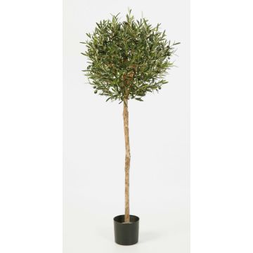 Konstgjord olivträd PLATON, äkta stam, med frukter, 140cm, Ø55cm Konstgjord olivträd PLATON, äkta stam, med frukter, 140cm, Ø55cm