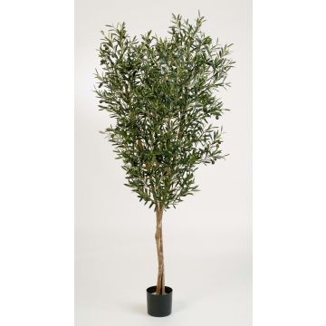 Konstgjord olivträd PHILIPOS, äkta stammar, med frukter, 180cm