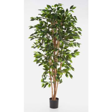 Konstgjord Ficus Benjamini AVELLINO, äkta stammar, grön, 120cm Konstgjord Ficus Benjamini AVELLINO, äkta stammar, grön, 120cm