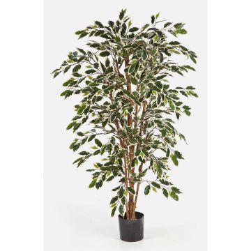Konstgjord Ficus Benjamini AVELLINO, äkta stammar, grön-vit, 180cm Konstgjord Ficus Benjamini AVELLINO, äkta stammar, grön-vit, 180cm