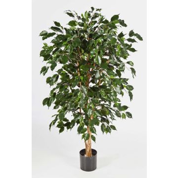Konstgjord Ficus Benjamini DECIO, naturstammar, grön, 210cm Konstgjord Ficus Benjamini DECIO, naturstammar, grön, 210cm