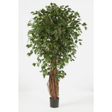 Konstgjord Ficus Benjamini LUCIUS, äkta stammar, grön, 180cm Konstgjord Ficus Benjamini LUCIUS, äkta stammar, grön, 180cm