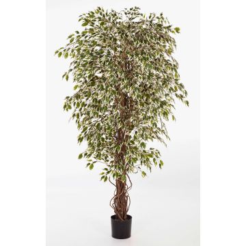 Konstgjord Ficus Benjamini DAKU, naturstammar, grön-vit, 180cm Konstgjord Ficus Benjamini DAKU, naturstammar, grön-vit, 180cm