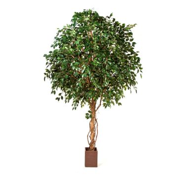 Konstgjord Ficus Benjamini RAMZO, äkta stammar, i kruka, grön, 315cm Konstgjord Ficus Benjamini RAMZO, äkta stammar, i kruka, grön, 315cm