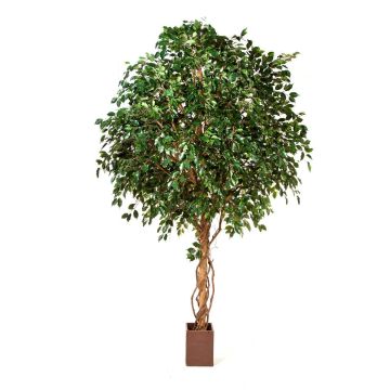 Konstgjord Ficus Benjamini RAMZO, äkta stammar, i kruka, grön, 360cm