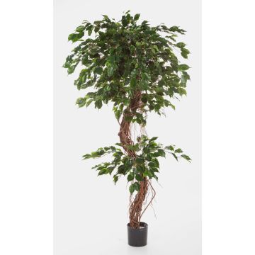 Konstgjord Ficus Benjamini LUANO, naturstammar, grön, 180cm Konstgjord Ficus Benjamini LUANO, naturstammar, grön, 180cm