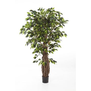 Konstgjord Ficus Benjamini PHIPSO, äkta stammar, grön, 210cm Konstgjord Ficus Benjamini PHIPSO, äkta stammar, grön, 210cm