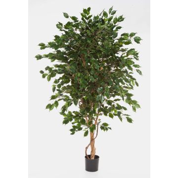Konstgjord Ficus Benjamina DAMINO, äkta stammar, grön, 180cm