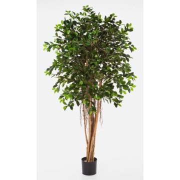 Konstgjord Ficus Benjamina AURIOL, äkta stammar, grön, 180cm Konstgjord Ficus Benjamina AURIOL, äkta stammar, grön, 180cm
