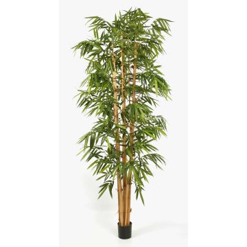 Konstgjord bambu KIYOSHI, äkta bambustammar, 300cm