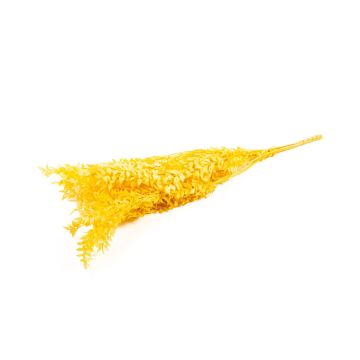 Torkade Ruscus-grenar AGNIATA, senapsgula, 70-75cm, Ø17cm Torkade Ruscus-grenar AGNIATA, senapsgula, 70-75cm, Ø17cm