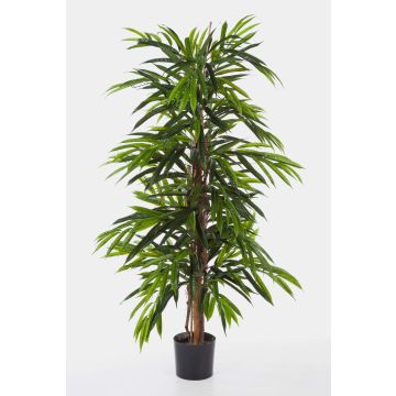 Konstgjord longifolia-träd AKUMO, äkta stammar, 180cm