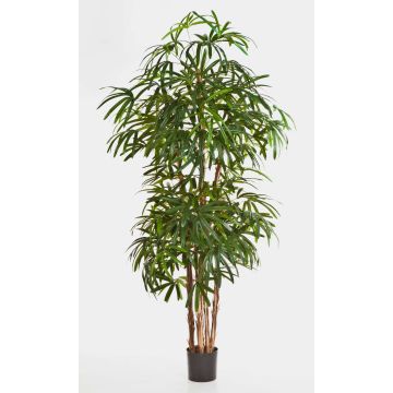 Konstgjord stickpalme NARA, 170cm