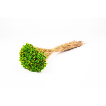 Torkad bukett med medelhavsstråblomma AKALITI, äppelgrön, 40-55cm, Ø11cm Torkad bukett med medelhavsstråblomma AKALITI, äppelgrön, 40-55cm, Ø11cm