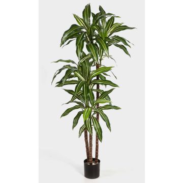 Konstgjord träd Dracaena Fragrans LAURA, äkta stammar, grön-vit, 120cm