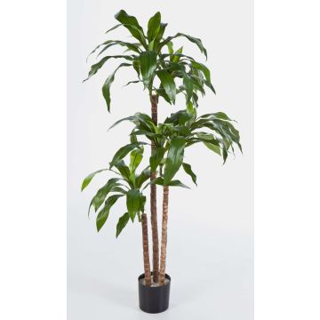 Konstgjord träd Dracaena Fragrans LAURA, äkta stammar, grön, 150cm